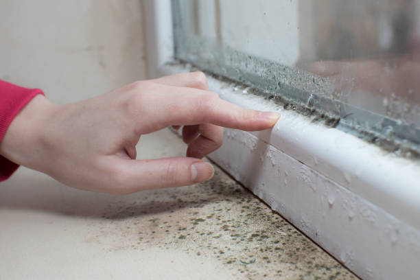 Memphis, TN Mold Removal Company