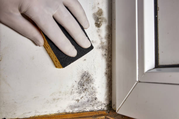Best Forensic Mold Investigation  in Memphis, TN